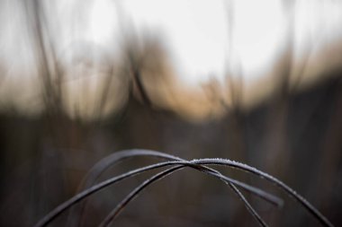 kış geliyor geç sonbaharda donmuş buzlu çim bentleri