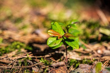 yeşil güneşli yaz aylarında yaprak yaprak çim doku