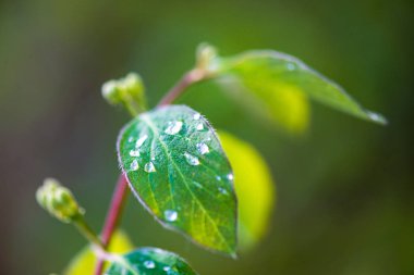 yeşil güneşli yaz aylarında yaprak yaprak çim doku