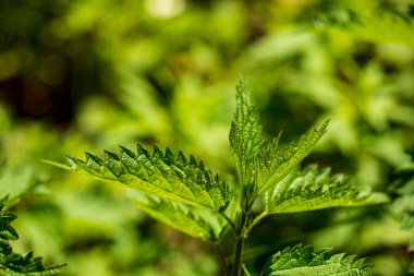 yeşil güneşli yaz aylarında yaprak yaprak çim doku