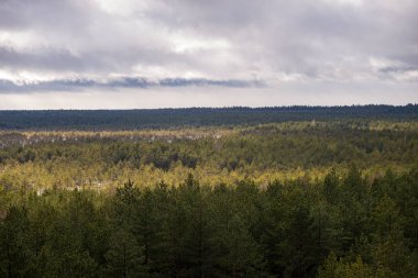 yukarıdan kırsal yaz gün sonsuz ormanlar