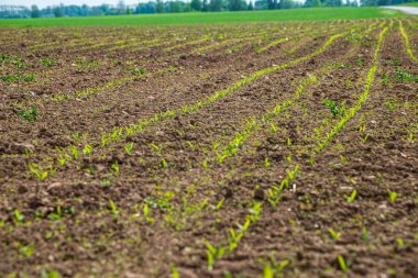 ağrı için koyu ve ıslak toprak ile kırsal ekili alanlar