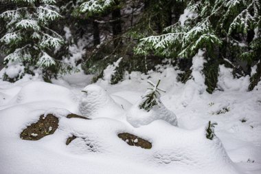 kışın donmuş ağaç dalları karla kaplı