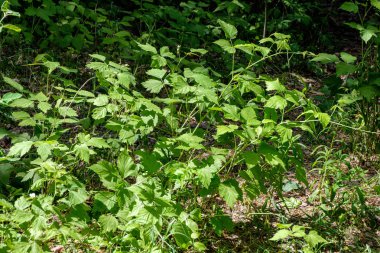 yeşil güneşli yaz aylarında yaprak yaprak çim doku