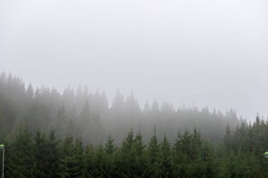 yukarıdan kırsal yaz gün sonsuz ormanlar