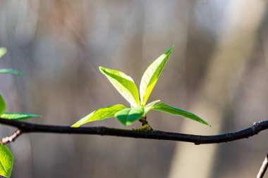 yeşil güneşli yaz aylarında yaprak yaprak çim doku