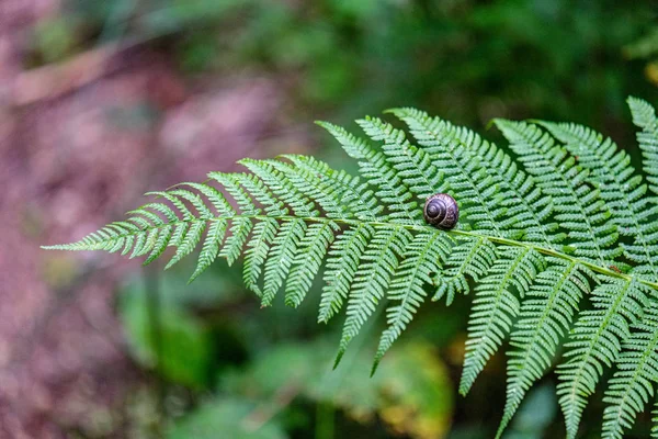 緑晴れた夏の時間に葉の葉の草のテクスチャ — ストック写真