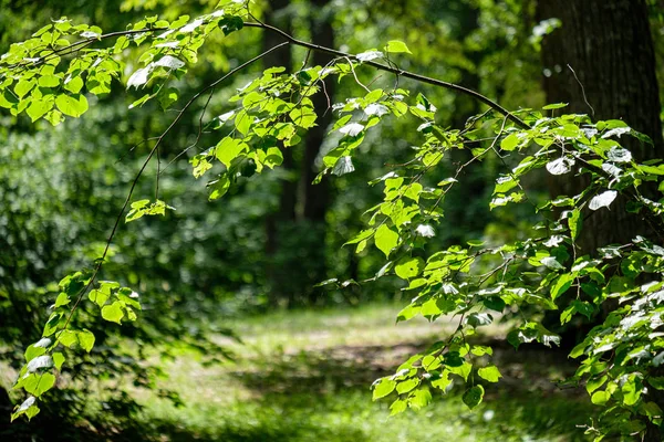 緑晴れた夏の時間に葉の葉の草のテクスチャ — ストック写真