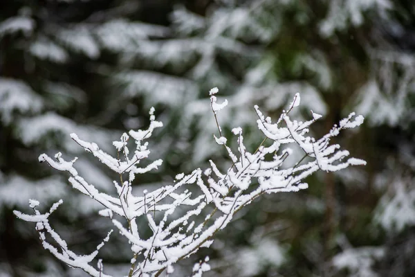 Branches d'arbres gelées en hiver recouvertes de neige — Photo