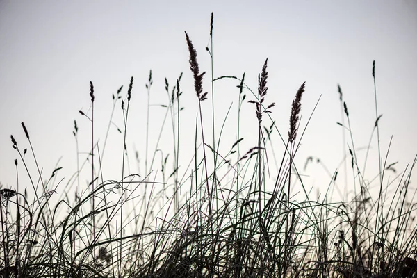 Mrożone mroźny trawy wygięte późną jesienią z zimą najbliższych — Zdjęcie stockowe