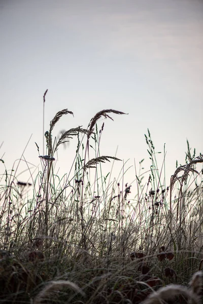 Mrożone mroźny trawy wygięte późną jesienią z zimą najbliższych — Zdjęcie stockowe