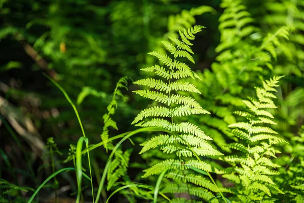 Feuillage feuille herbe texture en vert ensoleillé heure d'été — Photo