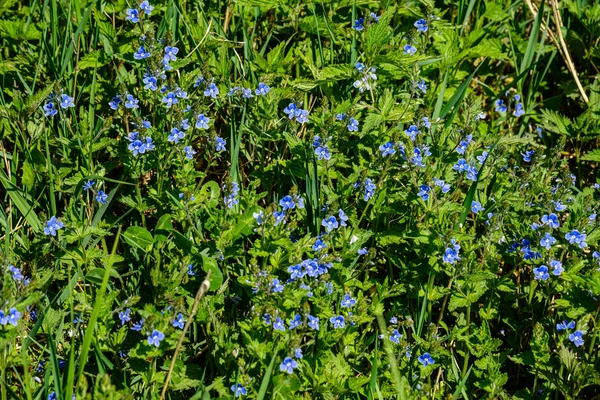 Gebladerte blad gras textuur in groene zonnige zomertijd — Stockfoto