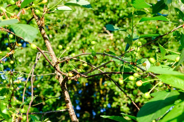 Folhagem folha grama textura em verde ensolarado horário de verão — Fotografia de Stock