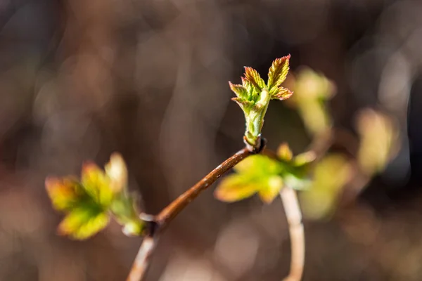 Laub Blatt Gras Textur in grün sonnig Sommerzeit — Stockfoto