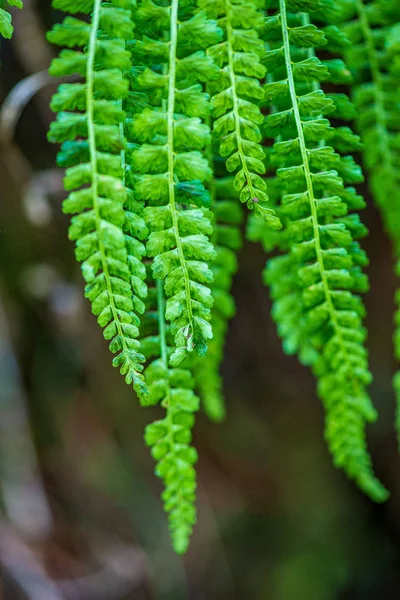 Czas lato liści liść tekstura trawa zielony — Zdjęcie stockowe