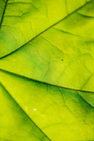 Folhagem folha grama textura em verde ensolarado horário de verão — Fotografia de Stock