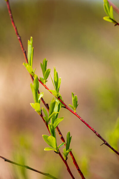 текстура листьев листьев в зеленое солнечное летнее время
