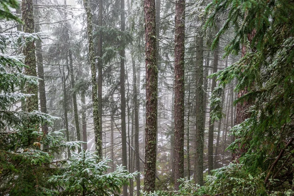 Замерзшие ветви деревьев зимой покрытые снегом — стоковое фото