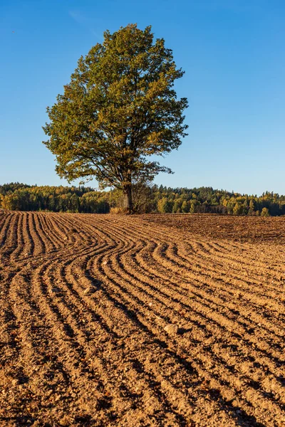 Ackerbau auf dem Land mit dunklem und feuchtem Boden für die Landwirtschaft — Stockfoto