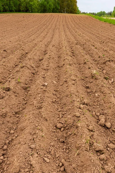 Odlade fält på landsbygden med mörk och våt jord för jordbruket — Stockfoto