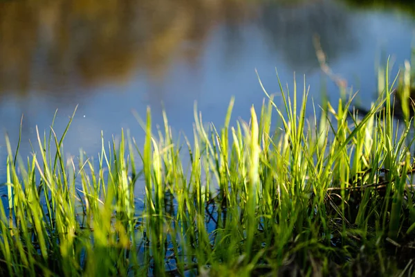 Feuillage feuille herbe texture en vert ensoleillé heure d'été — Photo