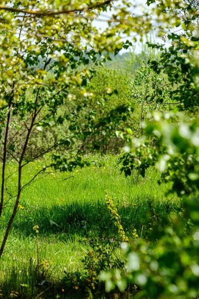 Текстура листьев листьев в зеленое солнечное летнее время — стоковое фото