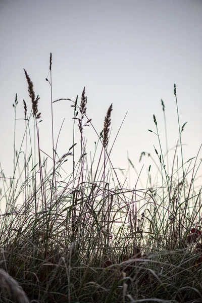 Bevroren Frosty gras Bents in de late herfst met winter komen — Stockfoto