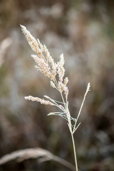 Herbe gelée congelée plie à la fin de l'automne avec l'hiver à venir — Photo