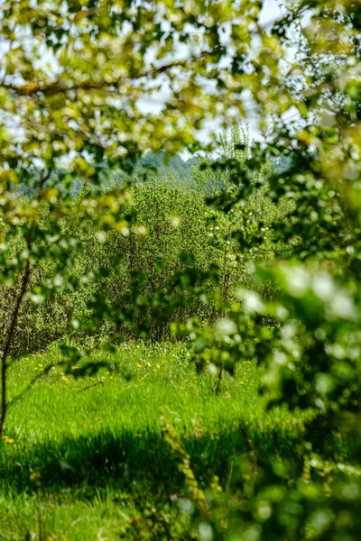 Текстура листя трави в зелений сонячний літній час — стокове фото