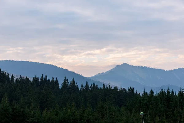 Nekonečné lesy v letních měsících na venkově — Stock fotografie