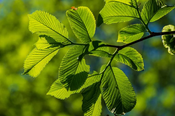 Follaje hoja hierba textura en verde soleado verano — Foto de Stock