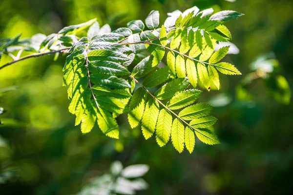 Fogliame foglia erba texture in verde soleggiato periodo estivo — Foto Stock
