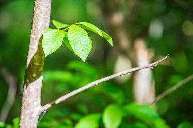 yeşil güneşli yaz aylarında yaprak yaprak çim doku