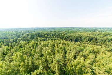ülkede sis altında yeşil ağaçlar ile sonsuz alanlar ve ormanlar