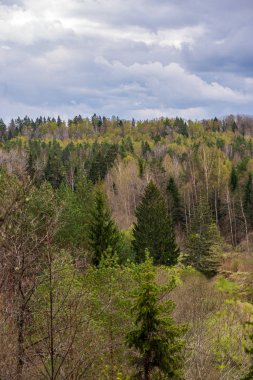 yukarıdan kırsal yaz gün sonsuz ormanlar
