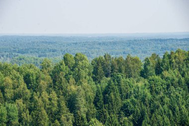 ülkede sis altında yeşil ağaçlar ile sonsuz alanlar ve ormanlar