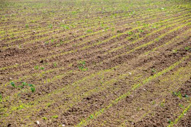ağrı için koyu ve ıslak toprak ile kırsal ekili alanlar