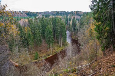 ağaçlar ile orman kayalık dere doğal nehir görünümü manzara