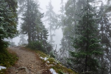 kışın donmuş ağaç dalları karla kaplı
