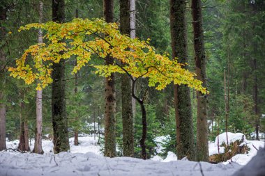 yeşil güneşli yaz aylarında yaprak yaprak çim doku