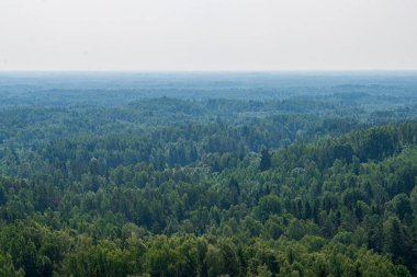 ülkede sis altında yeşil ağaçlar ile sonsuz alanlar ve ormanlar