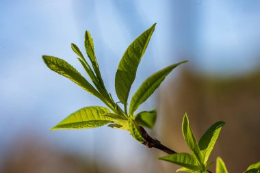 yeşil güneşli yaz aylarında yaprak yaprak çim doku