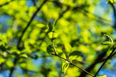 yeşil güneşli yaz aylarında yaprak yaprak çim doku