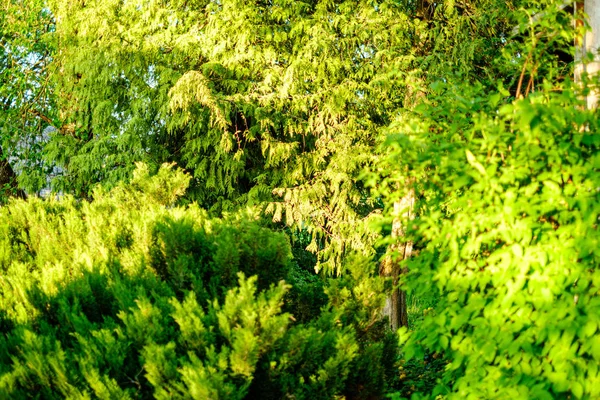 Folhagem folha grama textura em verde ensolarado horário de verão — Fotografia de Stock