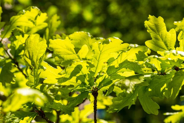 Gebladerte blad gras textuur in groene zonnige zomertijd — Stockfoto