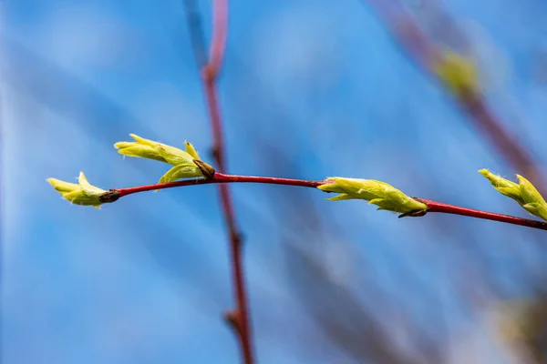 foliage leaf grass texture in green sunny summer time