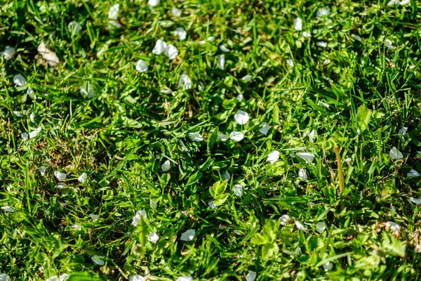 Lövverk löv gräs textur i grön solig sommartid — Stockfoto