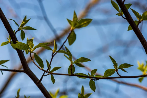 Follaje hoja hierba textura en verde soleado verano —  Fotos de Stock