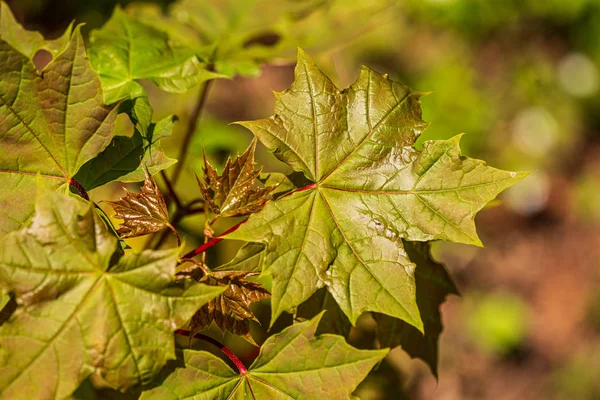 Gebladerte blad gras textuur in groene zonnige zomertijd — Stockfoto